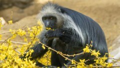 Die Namensgebung für die Tiere ist weiterhin auch wichtig im Zusammenhang mit Patenschaften für den Tiergarten Schönbrunn. (Bild: Daniel Zupanc)