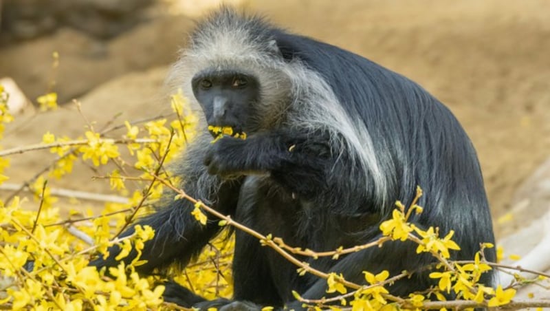 Wenn Affen aus ihren Gehegen ausbüxen, kehren sie oft von selbst ins Gehege zurück. (Bild: Daniel Zupanc)