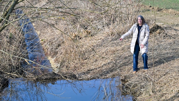 In fünf Tagen wird dieser Damm am Mühlbach in Wilhering trotz viel Gegenwehr von Doris Eisenriegler verschwinden. (Bild: Dostal Harald)