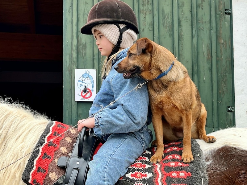 Hündin Nelly reitet gerne mit. (Bild: Petra Klikovits)