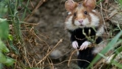 Kleine Ursache, große Wirkung: Hamster auf dem Zeltplatz für die Landesbewerbe rufen Naturschützer auf den Plan. (Bild: Daniel Zupanc)