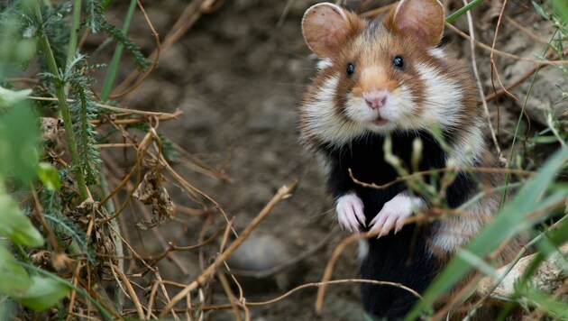 Kleine Ursache, große Wirkung: Hamster auf dem Zeltplatz für die Landesbewerbe rufen Naturschützer auf den Plan. (Bild: Daniel Zupanc)