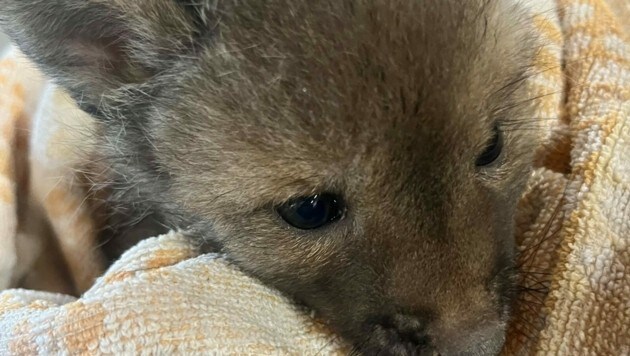 Dieses verwaiste Fuchs-Baby wurde gerettet. (Bild: Tierheim Krems)