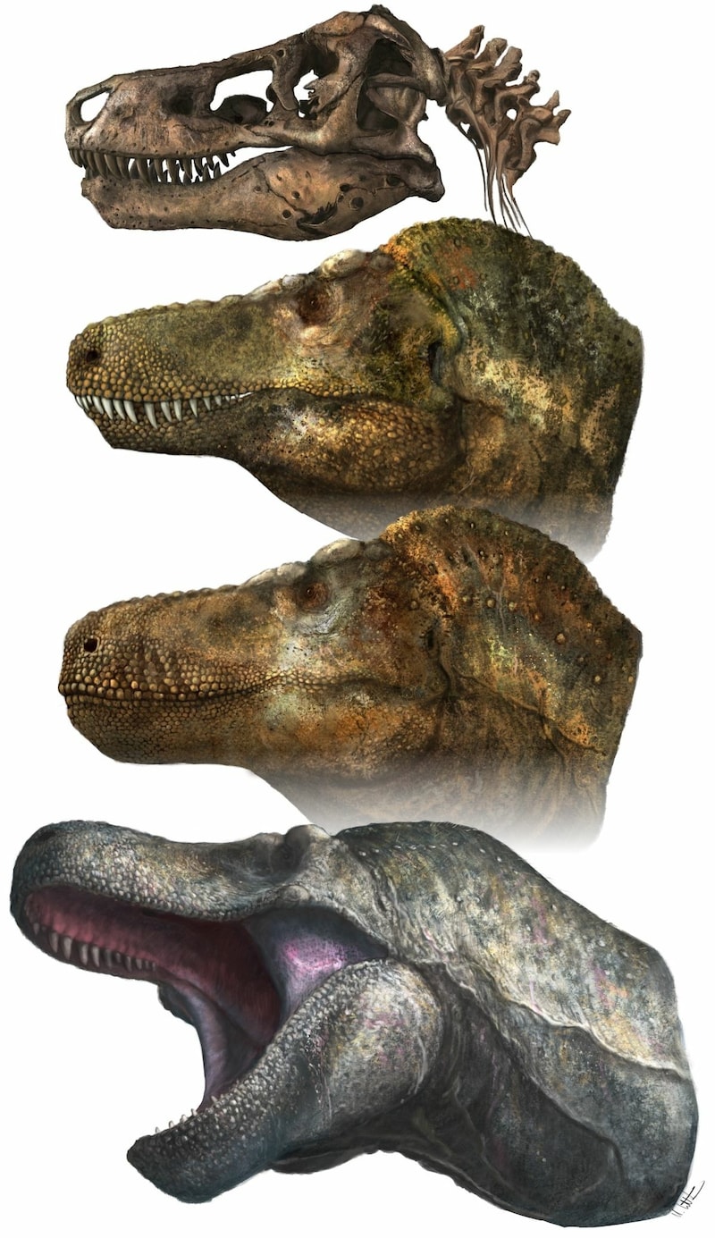 Rekonstruktionen von Schädel und Kopf des T-Rex, mit und ohne Lippen. (Bild: Mark P. Witton)