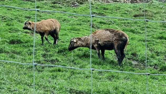 Die beiden Schafe, die nach den Bissattacken zunächst noch gelebt hatten, starben an den Folgen ihrer Verletzungen (Bild: zVg)