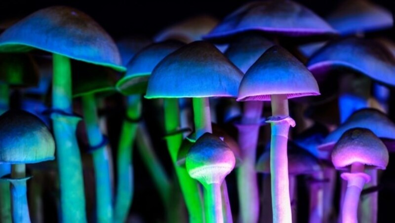 Heiß begehrt auf dem Drogenmarkt sind derzeit unter anderem verschiedene Pilzarten - auch „Magic Mushrooms“ genannt. (Bild: stock.adobe.com)