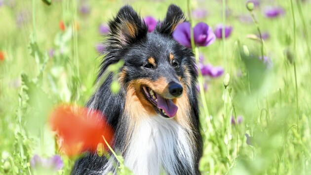 Hundeaugen weiten sich beim Betrachten surrealer Szenen. (Bild: © Harald Dostal / 2022)