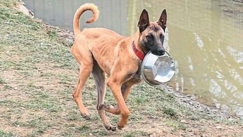 Da zeigt wohl jemand deutlich, dass die Futterschüssel leer ist. Dieser Hund, der abgenommen worden war, wird von Resch jetzt aufgefüttert. (Bild: Christian Jauschowetz)