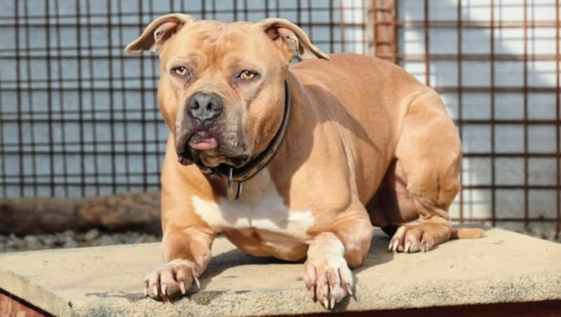 Staffordshireterrier „Sir“, von Menschen missbraucht. Als Waffe „scharf“ gemacht , sollte er laut Resch in deutschen Unterweltskreisen Angst verbreiten, Gegner einschüchtern. Nähern konnte sich ihm kaum jemand. Jetzt „schnurrt“ der Gigant fast, wenn er Georg Resch sieht, er genießt Streicheleinheiten und viel Zuwendung. (Bild: Christian Jauschowetz)