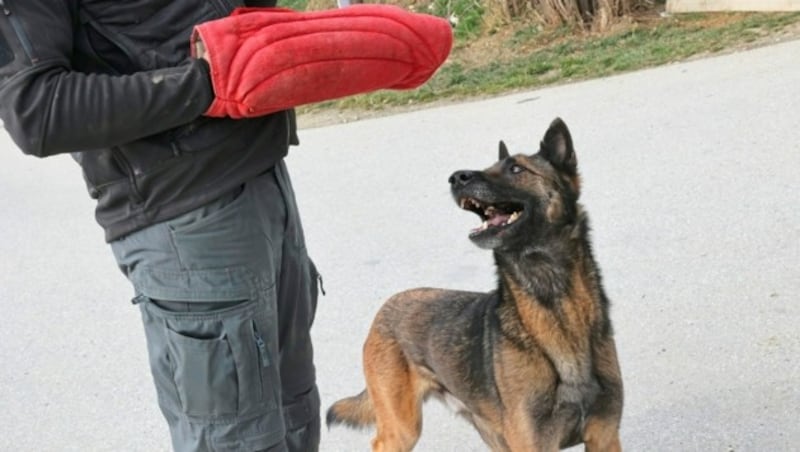 Ein Schützling beim Training. (Bild: Christian Jauschowetz)