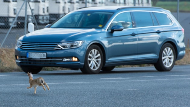 Sie rennen buchstäblich um ihr Leben - und nie geht der Kampf Auto gegen Lebewesen zugunsten des Tiers aus. (Bild: XXLPhoto)