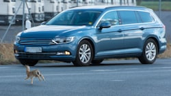 Sie rennen buchstäblich um ihr Leben - und nie geht der Kampf Auto gegen Lebewesen zugunsten des Tiers aus. (Bild: XXLPhoto)