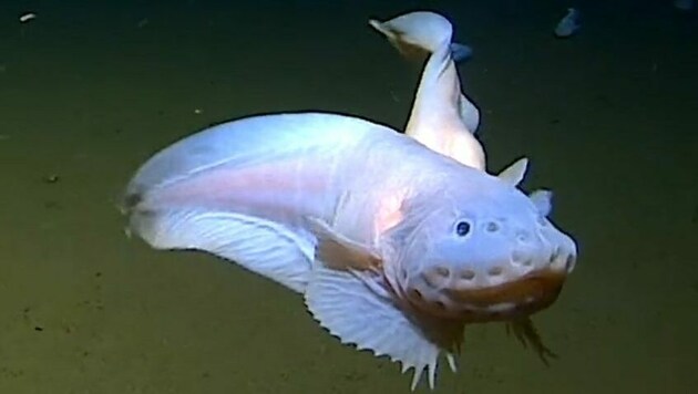 Schneckenfische gehören zu den sogenannten Bodenfressern und finden im Pazifik gute Lebensbedingungen vor. (Bild: University of Western Australia)