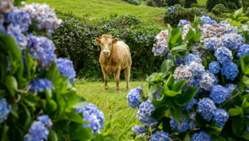 Die Kühe und Hortensien gehören fix zum Landschaftsbild. (Bild: Felix Nendzig, stock.adobe.com)