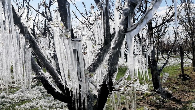 Das Eis soll die Blüten vor dem Erfrieren schützen. (Bild: Karin Darnai)
