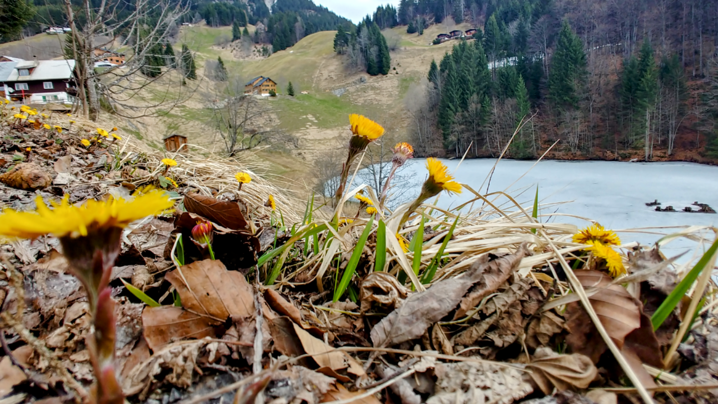 Huflattiche blühen bereits am Ufer des Seewaldsees. (Bild: Bergauer)