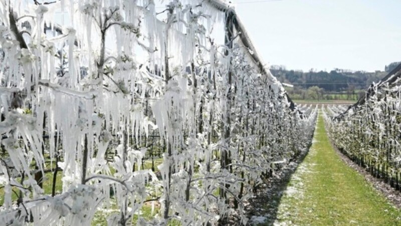 Mit Frostberegnung wurde versucht, die Früchte zu schützen. (Bild: Pail Sepp)