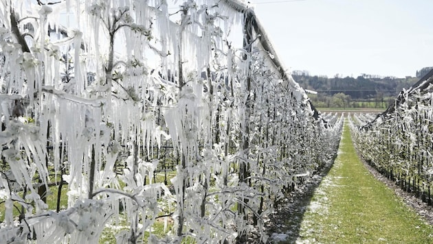 Mit Frostberegnung wurde versucht, die Früchte zu schützen. (Bild: Pail Sepp)