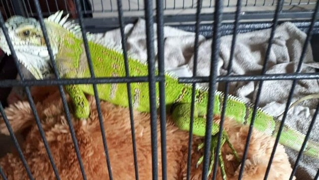 Der Leguan hauste in einem Mini-Käfig ohne Rückzugsmöglichkeit. (Bild: Tierrettung)