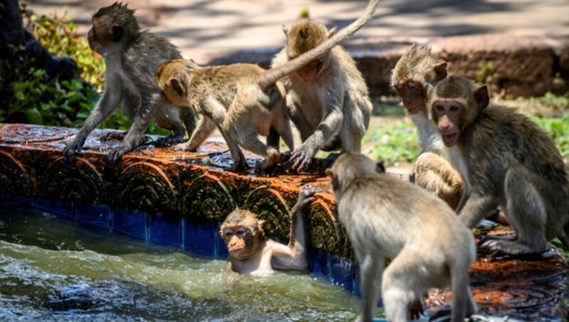 Auch in Lopburi, 155 Kilometer nördlich von Bangkok, sucht man Abkühlung. (Bild: Mladen ANTONOV / AFP (Archivbild))