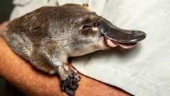 Ein Platypus (Bild: AFP)