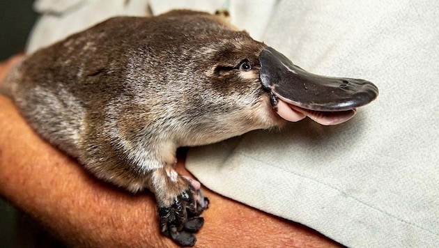 Ein Platypus (Bild: AFP)