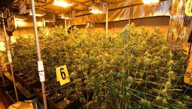 Instalación de cultivo interior de cannabis (Imagen: LPD NÖ)
