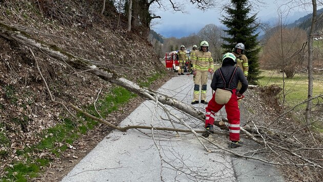 Die Feuerwehr beseitigte den morschen Baum. (Bild: zoom.tirol)