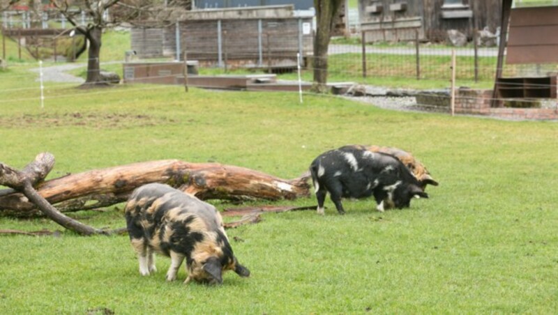 Hängebauchschweine vom Sunnahof (Bild: Mathis Fotografie)