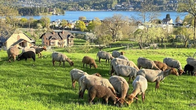 „Shoaf-Bauer“ Thomas Koch hält mehr als 200 Schafen auf seinem Hof bei Moosburg. Diesen will er mittels Crowdfunding-Kampagne modernisieren. (Bild: Shoaf Bauer)