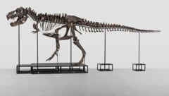 Das Dinosaurier-Skelett des Tyrannosaurus rex ist 11,6 Meter lang und 3,9 Meter breit. (Bild: AFP)