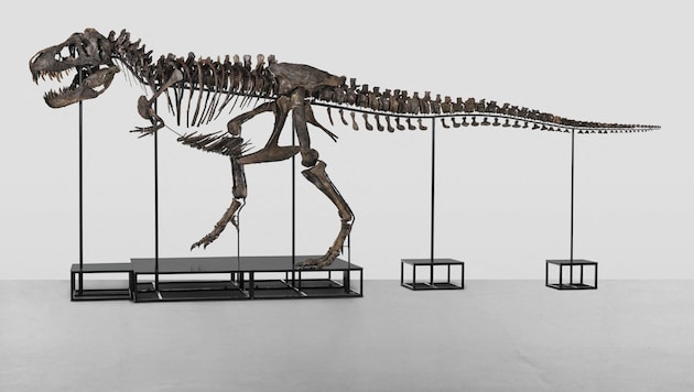 Das Dinosaurier-Skelett des Tyrannosaurus rex ist 11,6 Meter lang und 3,9 Meter breit. (Bild: AFP)