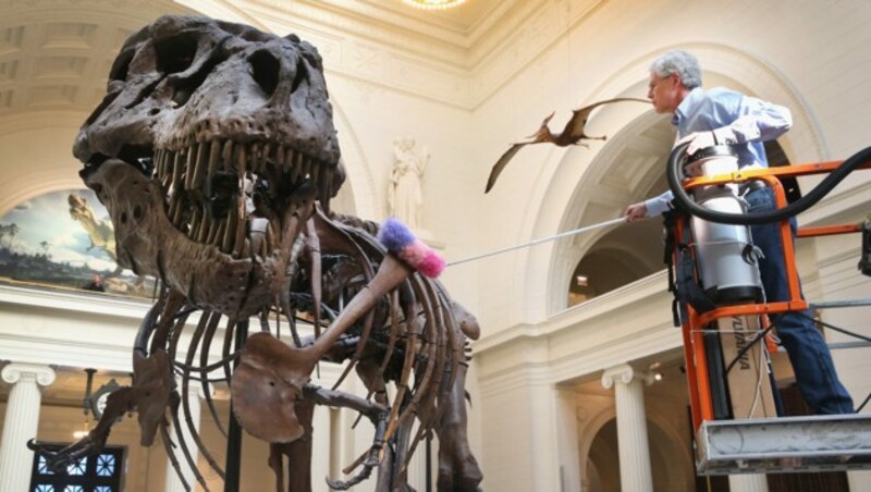 Hier wird der Tyrannosaurus rex „Sue“ abgestaubt. (Bild: 2013 Getty Images)