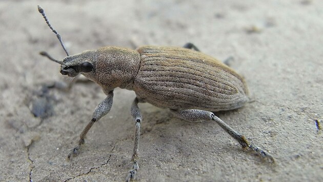 Die heimischen Rübenbauern stehen in einem erbitterten Kampf gegen die Rüsselkäfer. (Bild: signa/Wikipedia)