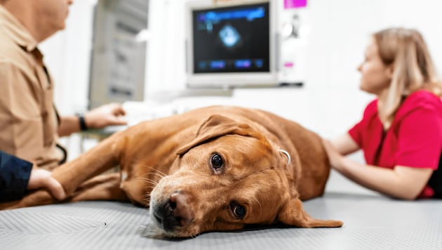 Als Notfall beim Tierarzt - der Albtraum jedes Hundehalters. (Bild: Stock Adobe)