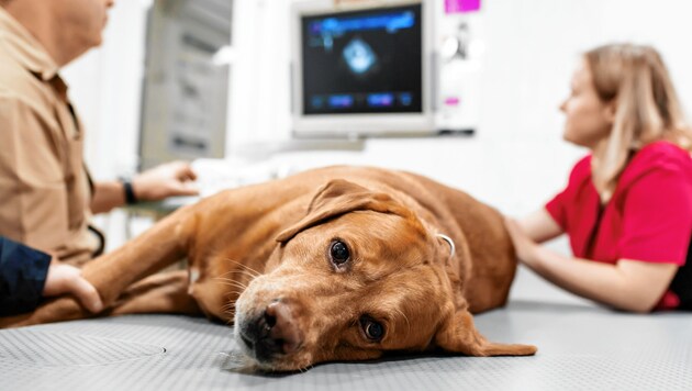 Besuch beim Tierarzt - Die Mehrheit gesteht ihren Vierbeinern modernste tierärztliche Untersuchungen und Therapien zu. (Bild: Stock Adobe)
