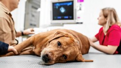Als Notfall beim Tierarzt - der Albtraum jedes Hundehalters (Bild: Stock Adobe)