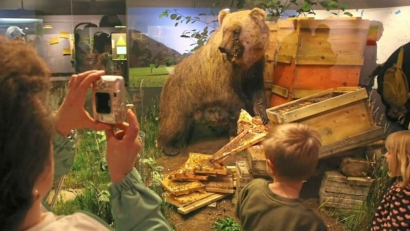 „JJ4“ ist die Schwester von „Bruno“, der als „JJ1“ für Schlagzeilen sorgte und schließlich abgeschossen wurde. Er steht heute ausgestopft in einem Museum in Bayern. (Bild: Christof Birbaumer)