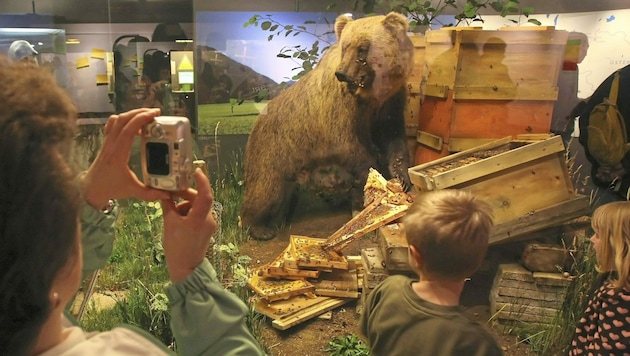 „Bruno“ endete nach seinem Abschuss ausgestopft im Museum. Doch auch seine Geschwister sorgten für Probleme. (Bild: Christof Birbaumer)