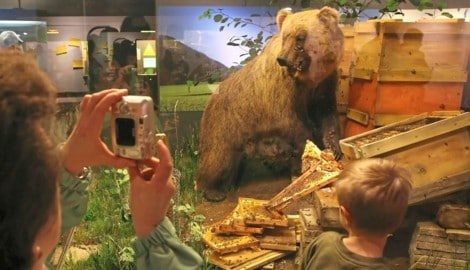 „Bruno“ endete nach seinem Abschuss ausgestopft im Museum. Doch auch seine Geschwister sorgten ...
