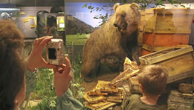 „Bruno“ endete nach seinem Abschuss ausgestopft im Museum. Doch auch seine Geschwister sorgten ...