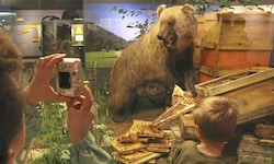 „Bruno“ endete nach seinem Abschuss ausgestopft im Museum. Doch auch seine Geschwister sorgten ...