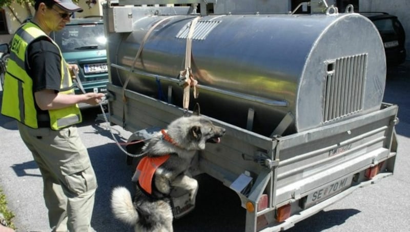 Weder Lebendfallen noch finnische Bärenhunde konnten „Bruno“ dingfest machen. (Bild: APA/Robert Parigger)