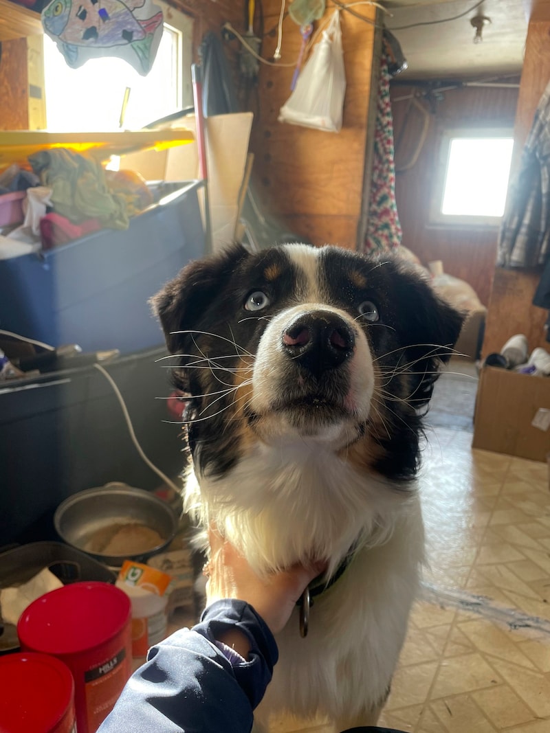 Der ein Jahr alte Australian Shepherd „Nanuq“ war einen Monat lang auf dem Meereis unterwegs - nun ist er wieder bei seiner Familie. (Bild: AP)