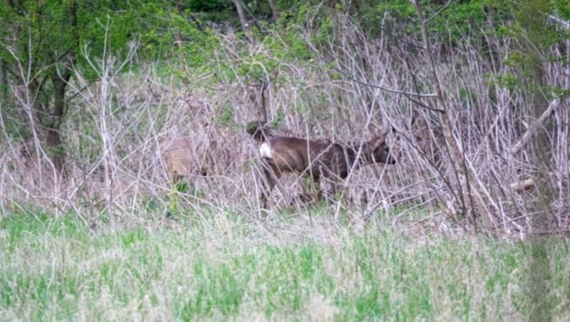 Pünktlich zum Fototermin kamen zwei Rehe über die Wiese und verschwanden im Sträucherwald. (Bild: Charlotte Titz)