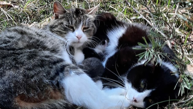 Die armen Katzen lagen hilflos im Wald. (Bild: zVg)