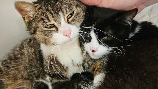 Die Katzenfamilie kann sich jetzt von den Strapazen erholen. (Bild: zVg)