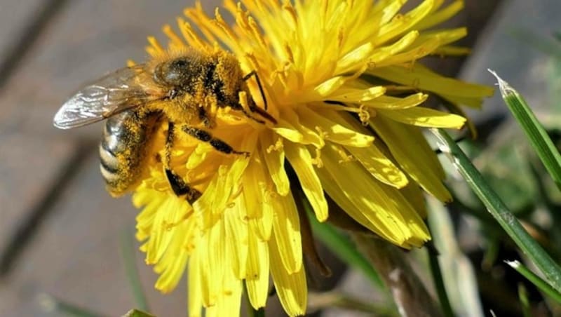 Blumenwiesen sind eine wesentliche Stütze für die Ökosysteme der Stadt. (Bild: Leserreporter / Erwin G.)