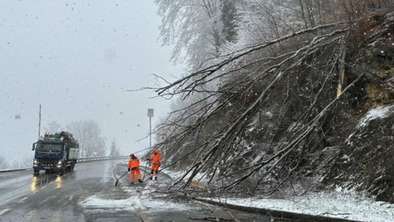 Die entwurzelte Buche oberhalb der Achenseestraße (Bild: zoom.tirol)