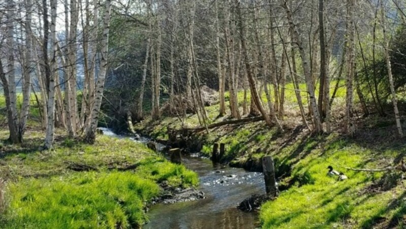 Rund um den Egelsee gibt es noch etliche andere Tümpel und Bächlein. Für viele Vögel ist das Gebiet ein echtes Paradies. (Bild: Bergauer Rubina)